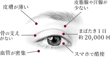 皮膚が薄い 皮脂腺や汗腺が少ない 骨の支えがない まばたき1日役20,000回 血管が密集 スマホで酷使